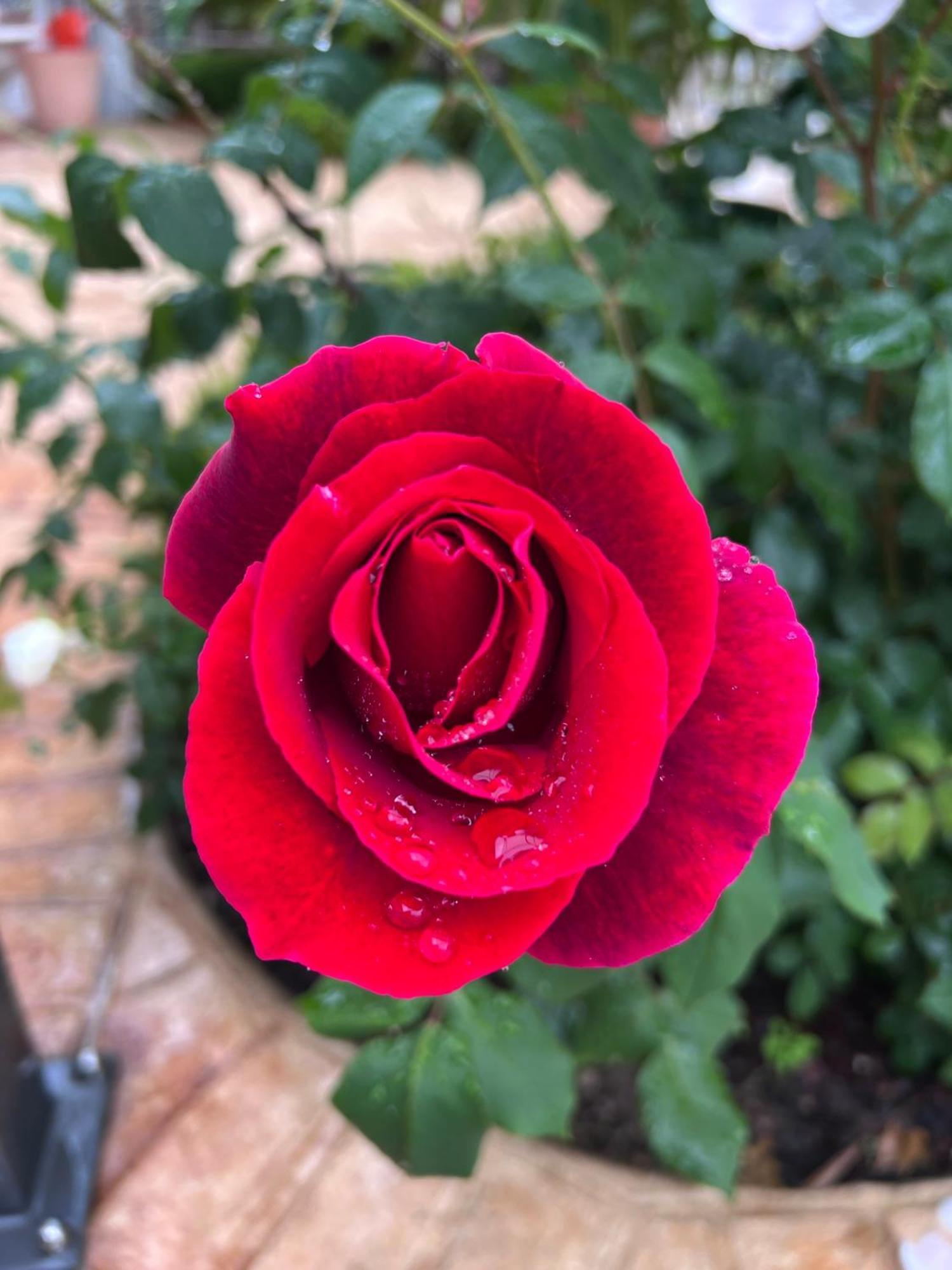 B&B Corte Delle Rose Castiglione Delle Stiviere Ngoại thất bức ảnh